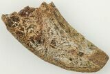 Bargain, 1.18" Tyrannosaur (Nanotyrannus?) Tooth - Montana - #204061-1